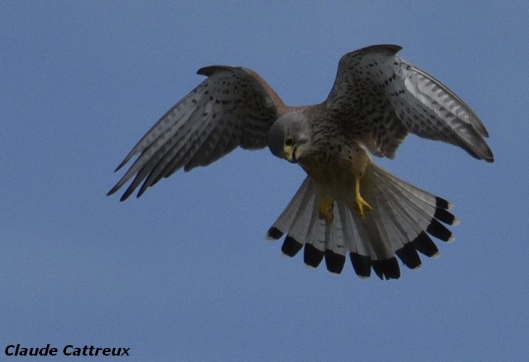 Falco tinnunculus - Faucon crécerelle